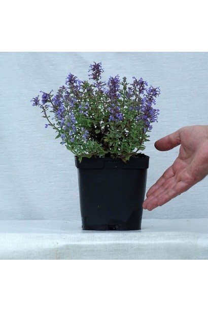 Nepeta faassenii ‘Laguna Blue’ в садовому центрі